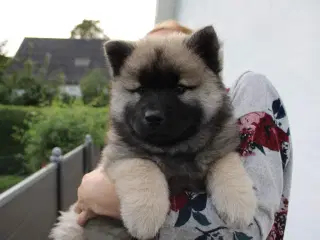 Eurasier med stamtavle 