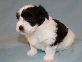 Coton de Tulear hvalpe