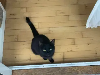 Kat søger øjeblikkeligt nyt hjem 