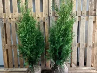 100 stk. Conifers Thuja Brabant 80-100 cm.