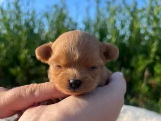 Pomapoo f1