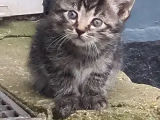 Kattekillinger 