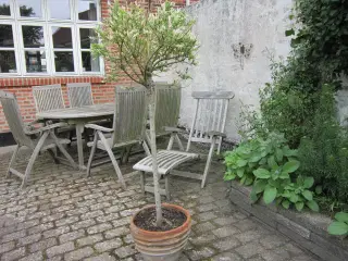 Opstammet træ