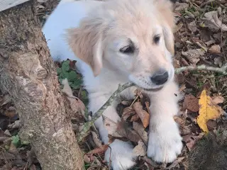 Golden retriver 3 mnd