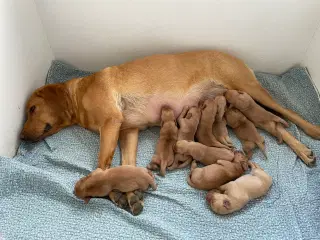 Labrador - Fox farvede