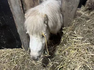 Sjætlands pony 