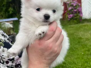 Chihuahua blanding hvalp til salg