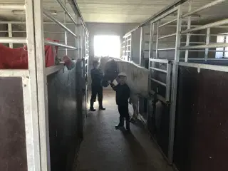 Opstaldning af heste