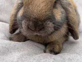 Mini lop han meget lille 
