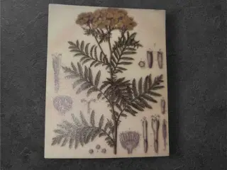 Elegant botanisk design på semi-transparente papir