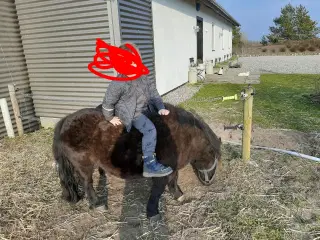 verdens bedste begynder  Pony 