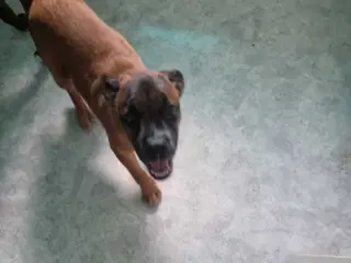 Lækker tæve på 11 måneder