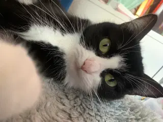 Her er den sødeste og sociale kat i universet!  