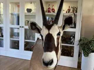 Udstoppet / halsmonteret dyr