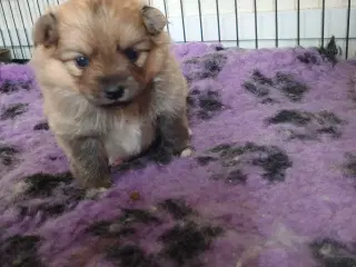 Pomeranian