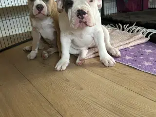 Amarican Bully