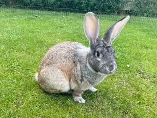 GRATIS Stor Chinchilla Kanin inklusiv foder og hø