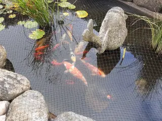 Koi karper.