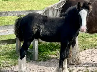 MINI Iris Cob føl 