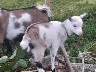 Dværgged pige uden horn