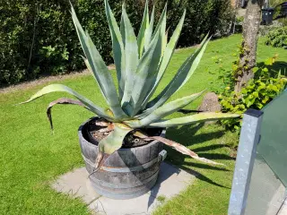 Agave