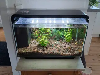 Akvarium med fisk