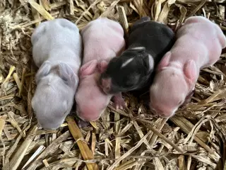 Minilop/lionlop kaninunger