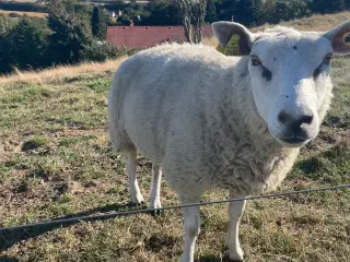 Texel får og vædder