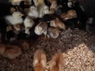  krydsnings kyllinger store raser 8 dage