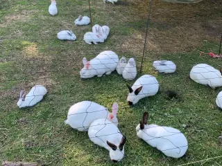 🐇Søde New Zealand/California kaniner🐇