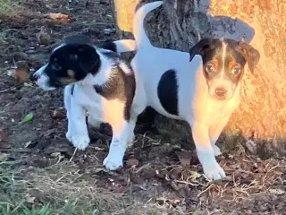 Dansk Svensk Gårdhundehvalpe