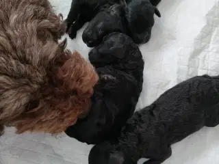 Puddelhund hvalpe