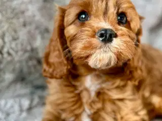 CAVAPOO Tæve 