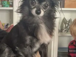 Chihuahua han tilbydes til avl/parring