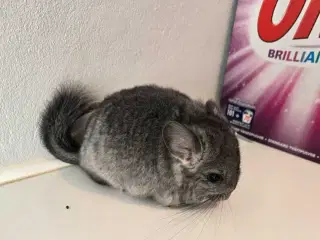 Chinchilla unge 