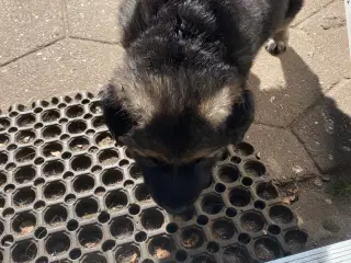 Schæferhund 