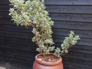 Plante