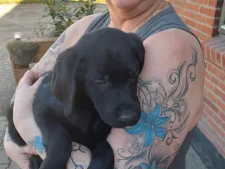 Labrador hvalpe 
