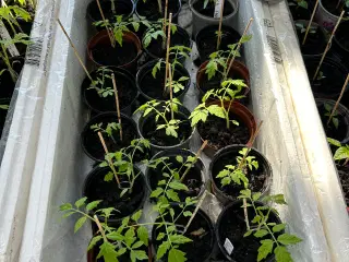 Tomat og peberfrugt planter 