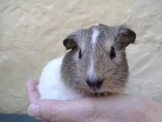 Halloween tilbud på Marsvin unger