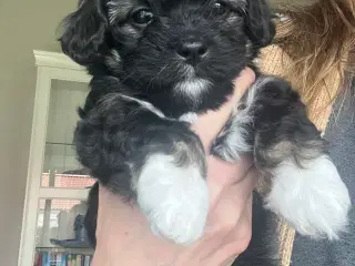 Allergivenlige bommuldsblanding 