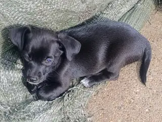 dejlig hunde hvalpe