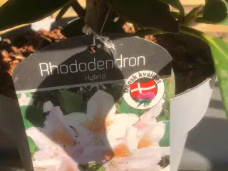 Rhododendron. R. Cunninghams White