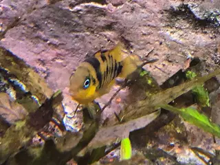 cryptoheros nanoluteus 