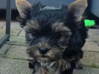 Yorkshire terrier 1 chokolade dreng 1 black&tan pi