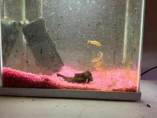 Fisk med akvarie 