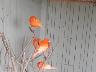 kanariefugle-, rødorange,- og brogede