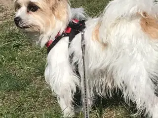 Voksen Jack russell / malteser tæve 