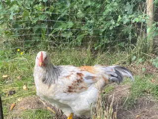 🐓 Smuk Svensk Blomsterhane søger nyt hjem 🌼 