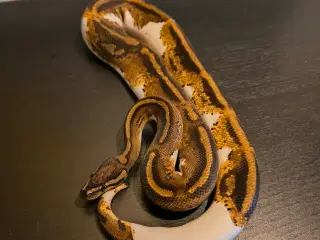 Konge Python Yellow Belly GeneX Pied